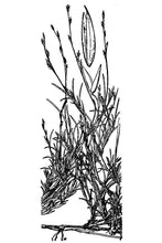 Load image into Gallery viewer, Creeping Muhly*