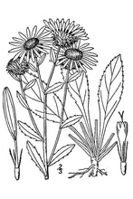 Load image into Gallery viewer, Curlycup Gumweed*