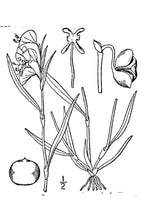 Load image into Gallery viewer, Dayflower*