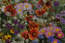 Load image into Gallery viewer, Wildflowers image
