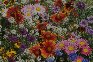 Wildflowers image