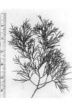 Load image into Gallery viewer, Eastern Red-Cedar*