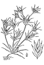 Load image into Gallery viewer, False Buffalograss*