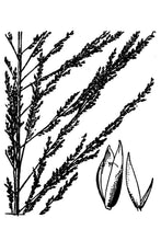 Load image into Gallery viewer, Giant Sacaton*