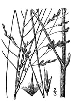 Load image into Gallery viewer, Giant Sandreed*