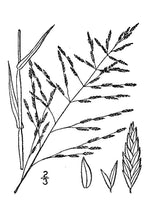 Load image into Gallery viewer, Gummy Lovegrass*