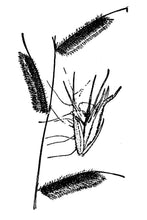 Load image into Gallery viewer, Hairy Grama*