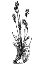 Load image into Gallery viewer, Hairy Tridens*