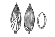 Load image into Gallery viewer, Halls Panicum*