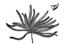 Load image into Gallery viewer, Hooded Windmillgrass*