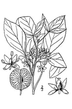 Load image into Gallery viewer, Hoptree*