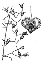 Load image into Gallery viewer, Indian Ricegrass*