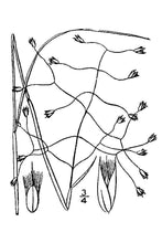 Load image into Gallery viewer, Indian Ricegrass*