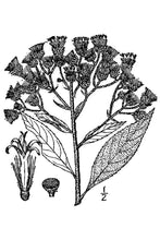 Load image into Gallery viewer, Ironweed*