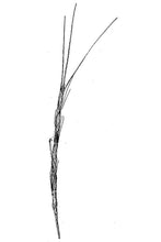 Load image into Gallery viewer, Jointed Goatgrass*