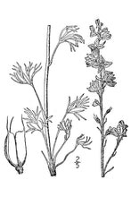 Load image into Gallery viewer, Larkspur*