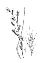 Load image into Gallery viewer, Little Bluestem
