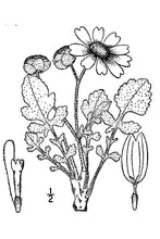 Load image into Gallery viewer, Lyreleaf Greeneyes*