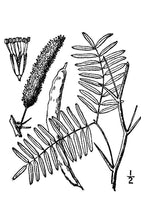 Load image into Gallery viewer, Mesquite*