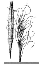 Load image into Gallery viewer, Needle & Thread*