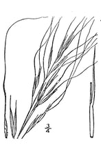 Load image into Gallery viewer, Needle & Thread*