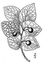 Load image into Gallery viewer, Netleaf Hackberry*