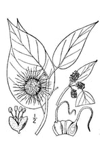 Load image into Gallery viewer, Osage Orange (Bois d'arc)*