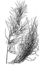 Load image into Gallery viewer, Perennial Threeawn*