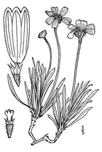 Load image into Gallery viewer, Plains Actinea*