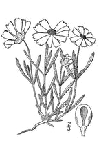 Load image into Gallery viewer, Plains Blackfoot*