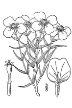 Load image into Gallery viewer, Plains Zinnia*