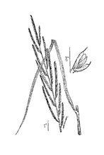 Load image into Gallery viewer, Prairie Cordgrass*