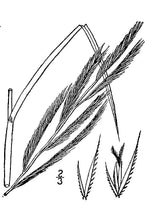 Load image into Gallery viewer, Prairie Cordgrass*