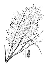 Load image into Gallery viewer, Purple Lovegrass*