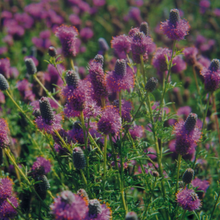 Load image into Gallery viewer, Purple Prairie Clover