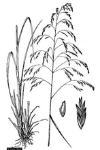 Load image into Gallery viewer, Purpletop Tridens*