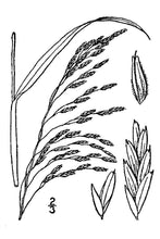 Load image into Gallery viewer, Purpletop Tridens*