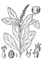 Load image into Gallery viewer, Queens Delight*