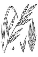 Load image into Gallery viewer, Rescuegrass*