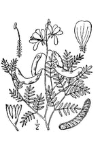 Load image into Gallery viewer, Rushpea (Indian)*