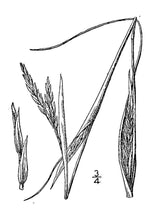Load image into Gallery viewer, Sand Bluestem