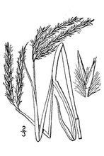 Load image into Gallery viewer, Sand Bluestem