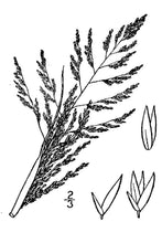 Load image into Gallery viewer, Sand Dropseed