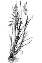 Load image into Gallery viewer, Sand Dropstem