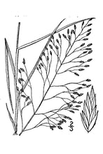 Load image into Gallery viewer, Sand Lovegrass