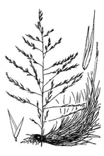 Load image into Gallery viewer, Sand Muhly*