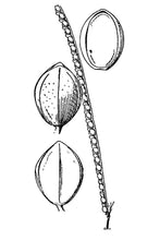 Load image into Gallery viewer, Sand Paspalum*