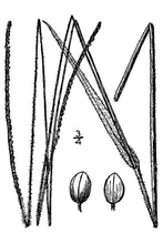 Load image into Gallery viewer, Sand Paspalum*