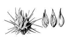 Load image into Gallery viewer, Sandbur (Grassbur)*