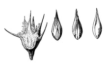 Load image into Gallery viewer, Sandbur (Grassbur)*